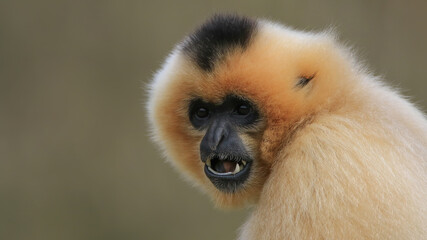 Gibbon femelle