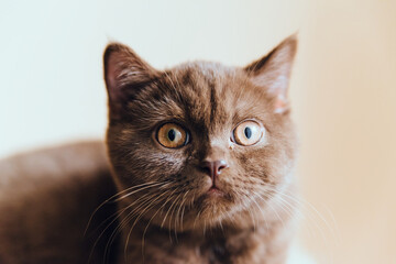 Cute british shorthair kitten indoor photo