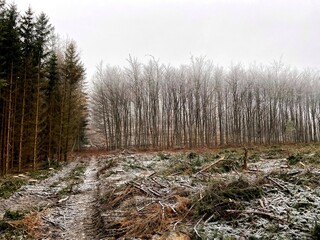 footpath in the forest