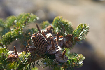 cones on a fir branch
