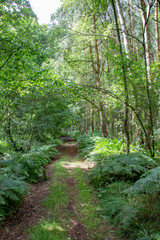 scenic wild forest at the baltic sea in Usedom