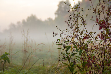 reeds in the morning in the fog 