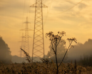 sunset in the field