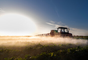 Fototapeta premium Tractor spraying vegetable field in sunset.
