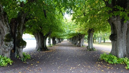 long tree-lined avenue with old trees