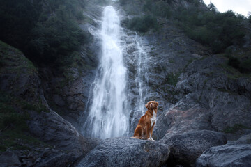 Dog on the background of a waterfall. Nova Scotia Duck Tolling Retriever in nature. Pet travel