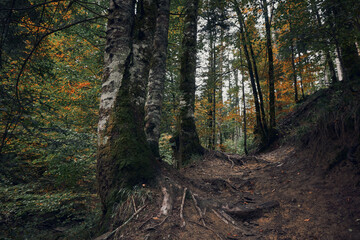 Obraz premium Trail in the Irati forest in autumn. Beech and fir trees in autumn