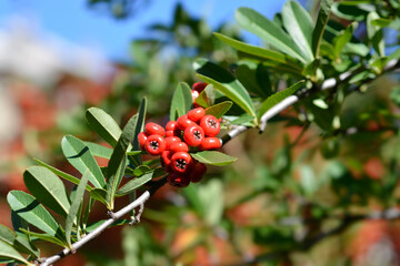 Formosa firethorn