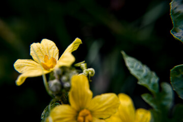 Fototapeta premium Yellow watermelon flowers on their plants of background or illustration