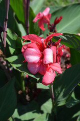 Canna lily Tropical Rose