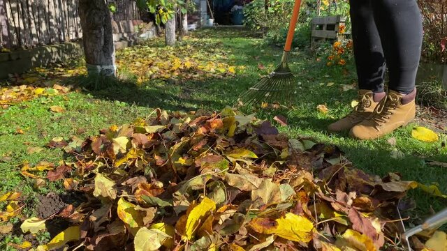 Sweeping dry leaves in messy autumn fall season garden 
