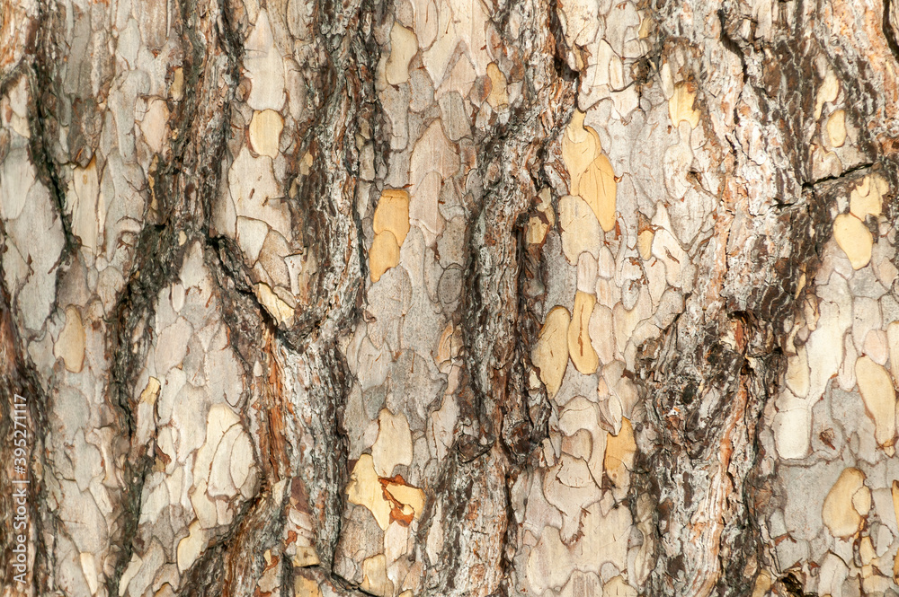 Canvas Prints pinus nigra subsp 'laricio' brown tree bark macro close up texture background commonly known as cors