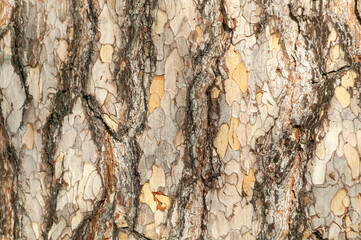 Pinus nigra subsp 'Laricio'  brown tree bark macro close up texture background commonly known as Corsican pine or Pinus corsicana, stock photo image
