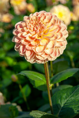 Dahlia 'Texas Moon' a pink summer autumn pompom flower tuber plant, stock photo image