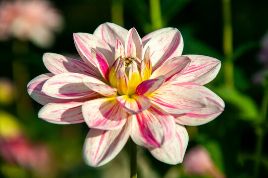 Dahlia 'Bonesta' a pink summer autumn double flower tuber plant, stock photo image