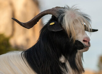 Capra