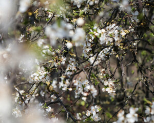 Spring atmosphere. Flowering took white flowers.