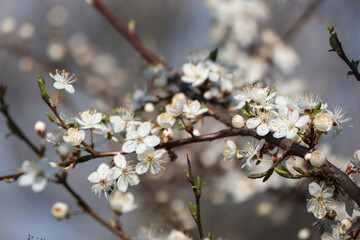 White flowers on the trees. Lots of spring blooms.