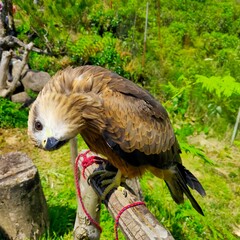 cute eaglet, eagle