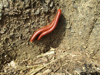 Red millipedes are mating under trees
