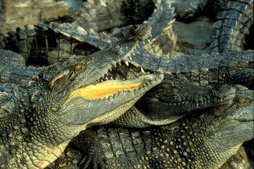 CAMBODIA SIEM REAP CROCODILE FARM