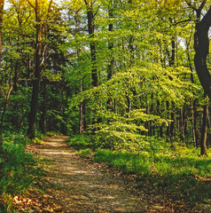 Path in forest