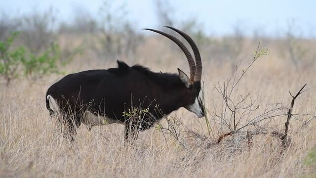 A Sable antelope rubs its face and horns on a small bush, Kruger National Park.