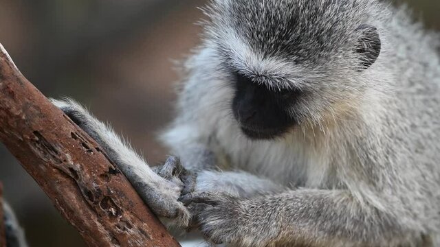 A medium close-up of a vervet monkey grooming its foot, Kruger National Park.