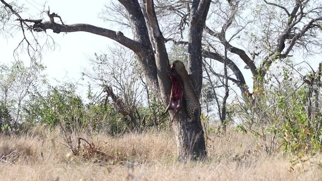 A male leopard hoisting his warthog carcass up into a tree when a spotted hyena comes running in, Kruger National Park.