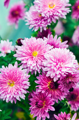 Obraz premium Pink chrysanthemums in bloom