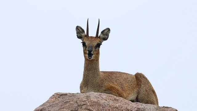 Wide shot of a male Klipspringer laying on a rock while chewing and looking into the camera, Kruger National Park.