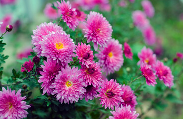Fototapeta premium Pink chrysanthemums in bloom