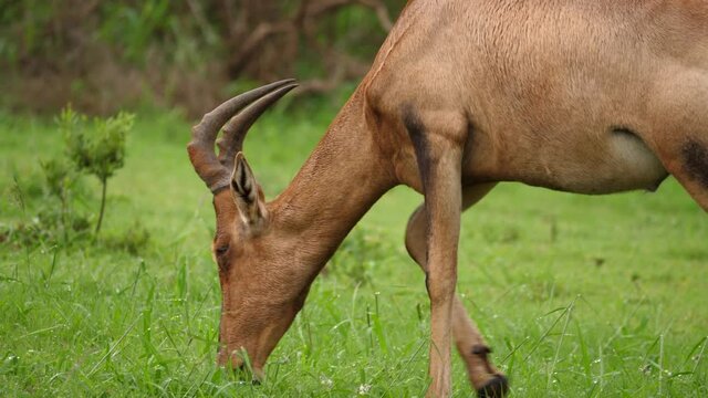 Male Red Hartebeest eats lush green grass, wet after heavy Africa rain
