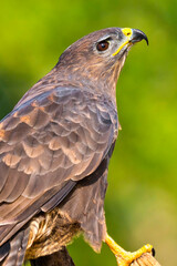 Buzzard, Buteo buteo, Mediterranean Forest, Castile and Leon, Spain, Europe
