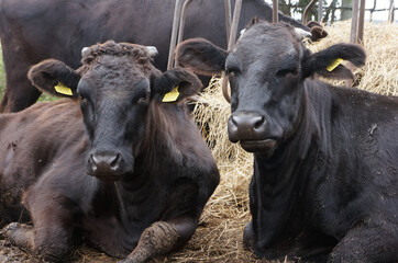 北海道弟子屈町の黒毛和牛・日本