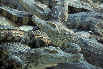CAMBODIA SIEM REAP CROCODILE FARM