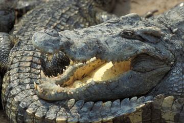 CAMBODIA SIEM REAP CROCODILE FARM