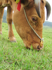 熊本県阿蘇の牛・日本