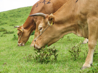 熊本県阿蘇の牛・日本