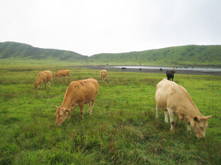 熊本県阿蘇の牛・日本
