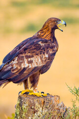 Golden Eagle, Aquila chrysaetos, Mediterranean Forest, Castile and Leon, Spain, Europe