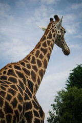 Obraz premium The Zebra in the park
