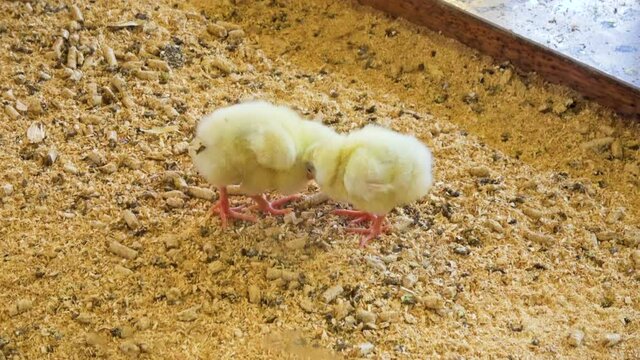 Two baby chicks peck ground each other, one chick poops and other inspects // 4K