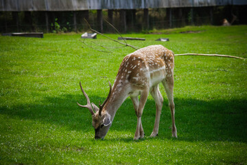 The white spotted deer in zoo park, UK