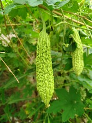 bitter melon in the garden