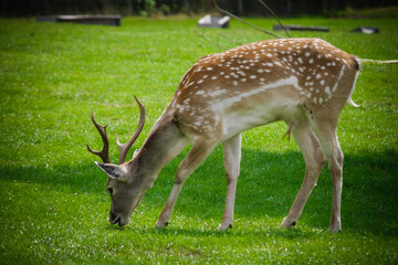 Naklejka na ściany i meble The white spotted deer in zoo park, UK