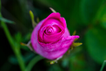 pink rose