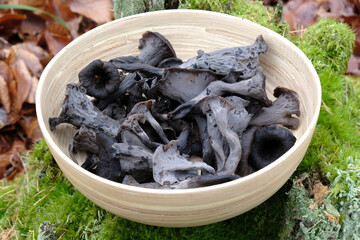 Bamboo bowl with late autumn  mushrooms Craterellus cornucopioides (horn of plenty, black...
