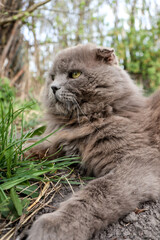 Naklejka na ściany i meble A gray British cat lies in a grass garden. The Scotsman has small ears, a purebred animal.