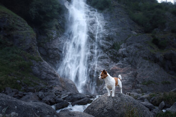 Dog on the background of a waterfall. Jack russell terrier in nature. Pet travel